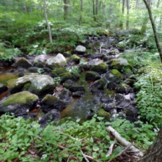Stream in the woods