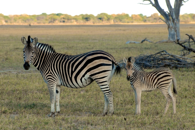 zebra with baby