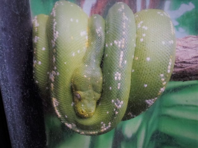 Cape May Zoo snake