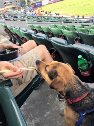 Pepper eating at ballpark