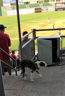 baseball dog