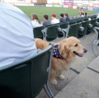 Bark in the Park night at Somerset Patriots game