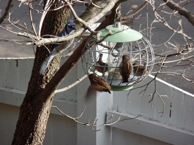Blue jay at bird feeder